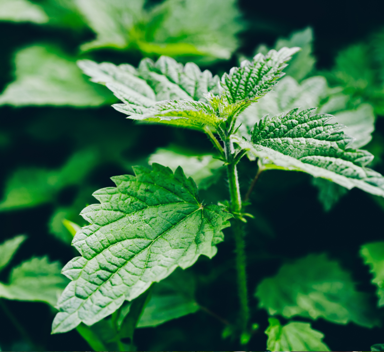 Dropper bottles of serum or essential oil and sea salt standing
